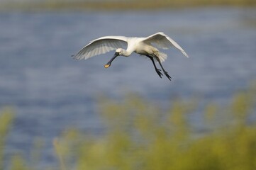 Glossy Ibis (Plegadis falcinellus) in flight