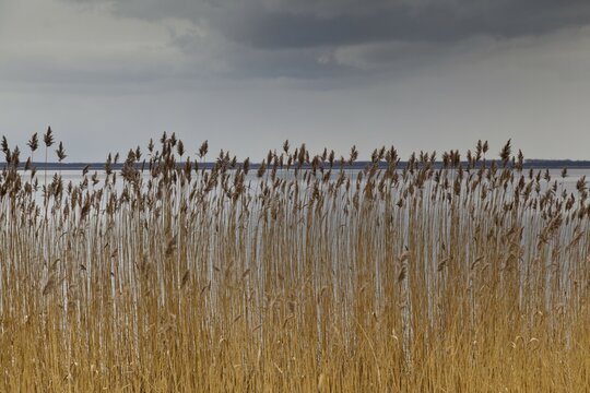 Bodstedter Bodden lagoon, between Born and Wieck, Darss, Mecklenburg-Western Pomerania, Germany, Europe