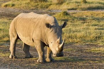 Fototapeta premium White rhinoceros or square-lipped rhinoceros (Ceratotherium simum), Lake Nakuru National Park, Kenya, Africa
