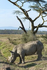 Naklejka premium White rhinoceros (Ceratotherium simum), Lake Nakuru National Park, Kenya, Africa