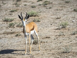 Springbok (Antidorcas marsupialis), near Okaukuejo, Etosha National Park, Namibia, Africa