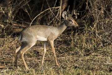 Dik-dik (Madoqua sp.), Samburu National Reserve, Kenya, East Africa, Africa