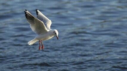 Black-headed gull (Chroicocephalus ridibundus) flying over water, Lake Kemnade, Witten, North Rhine-Westphalia, Germany, Europe
