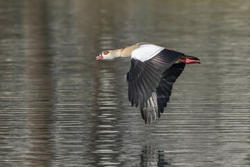 Egyptian Goose (Alopochen aegyptiacus) in flight, Hesse, Germany, Europe