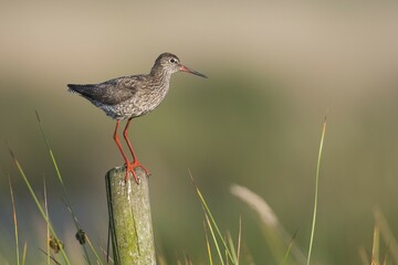 Common redshank (Tringa totanus), standsing on a stake, Emsland, Lower Saxony, Germany, Europe