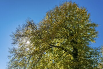 Obraz premium Strikingly shaped deciduous tree in autumn, Wohlenschwil, Canton of Aarau, Switzerland, Europe
