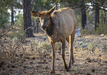 American elk (Cervus canadensis) in the forest, South Rim, Grand Canyon National Park, Arizona, USA, North America