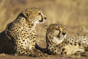 Cheetahs (Acinonyx jubatus), two brothers, resting, captive, Namibia, Africa