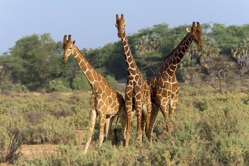 Three Somali giraffes or reticulated giraffes (Giraffa reticulata camelopardalis), Samburu National Reserve, Kenya, Africa © Erich Schmidt/imageBROKER
