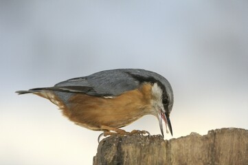 Eurasian Nuthatch (Sitta europaea)