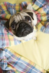 Young pug in unmade bed, from above