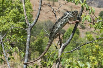 Oustalet's or Malagasy Giant Chameleon (Furcifer oustaleti), Adringitra region, Madagascar, Africa