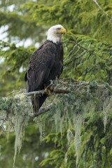 Bald eagles (Haliaeetus leucocephalus) is looking for bemooster Fir trees (Abies), Campbell River, British Columbia, Canada, North America