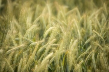 Semi-mature barley field (Hordeum vulgare), Baden-Wuerttemberg, Germany, Europe