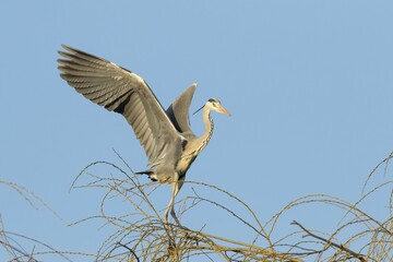 Grey Heron (Ardea cinerea) while landing on the branches of a willow tree (Salix), Hesse, Germany, Europe