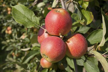 Apples (Malus sp.) on tree, Altes Land, Lower Saxony, Germany, Europe