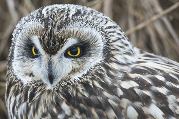 Short-eared owl (Asio flammeus), East Frisia, Lower Saxony, Germany, Europe
