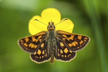 Checkered skipper (Carterocephalus palaemon) perched on a buttercup, Mönchbruch Nature Reserve, Hesse, Germany, Europe