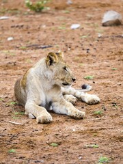 Young lion (Panthera leo), Okaukuejo, Etosha National Park, Namibia, Africa