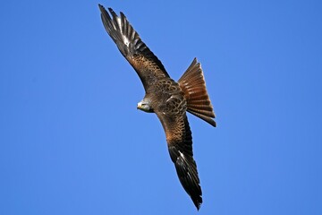 Red kite (Milvus milvus) flying, Germany, Europe