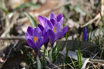 春の訪れを告げる花