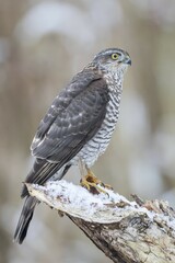 Eurasian Sparrowhawk (Accipiter nisus), adult female perched on snow-covered deadwood, Hesse, Germany, Europe