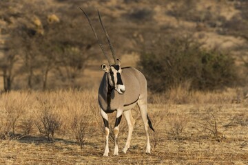 Fototapeta premium East African oryx or beisa (Oryx beisa), Samburu National Reserve, Kenya, East Africa, Africa