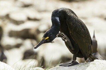 European Shag (Phalacrocorax aristotelis), Farne Islands, Northumberland, England, United Kingdom, Europe