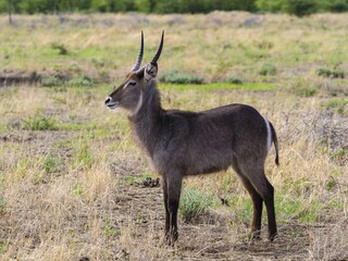 Waterbuck (Kobus ellipsiprymnus), juvenile, Ongaya Game Reserve, Outja, Namibia, Africa