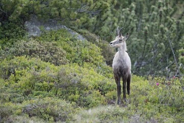 Chamois (Rupicapra rupicapra), change of coat, Stubai Valley, Tyrol, Austria, Europe