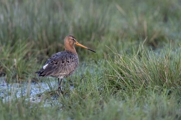 Black-tailed godwit (Limosa limosa) in wetland, Dümmer Lake, Diepholz district, Lower Saxony, Germany, Europe