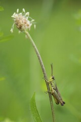 Meadow grasshopper (Chorthippus parallelus), Hesse, Germany, Europe