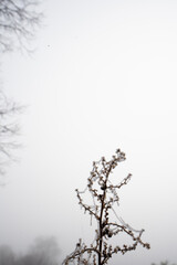 winter frame. Plants and trees around that are lost in the mist, copyspace in between. Frame for winter season invitations