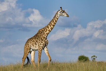 Giraffe (Giraffa camelopardalis), bull walking through savannah, Masai Mara, Kenya, Africa