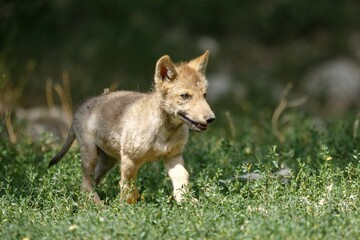 Algonquin wolf (Canis lupus lycaon), puppy runs in the grass, captive, Germany, Europe