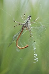 Wasp spider (Argiope bruennichi) with small red damselfly (Ceriagrion tenellum) as prey in spider web, Emsland, Lower Saxony, Germany, Europe