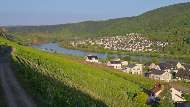 Panning over a European Mosel Valley town on the riverbank of the Mosel River with green forests and vineyards, Winningen, Rhine River Valley, Germany