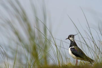 Northern lapwing (Vanellus vanellus), standing in the grass on a dune, Texel, North Holland, Netherlands