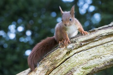 Young squirrel (Sciurus vulgaris) on tree trunk, Emsland, Lower Saxony, Germany, Europe