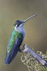 Fototapeta premium Magnificent Hummingbird (Eugene fulgens) perched on a tree branch, male, Los Quetzales National Park, Costa Rica, Central America