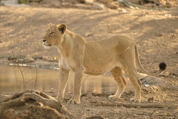 Asiatic Lion (Panthera leo persica), lioness, Gir Forest National Park, Gir Sanctuary, Gujarat, India, Asia