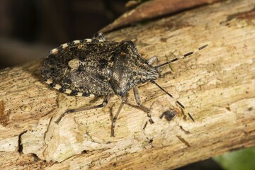 Raphigaster nebulosa (Rhaphigaster nebulosa) on wood, Baden-Württemberg, Germany, Europe