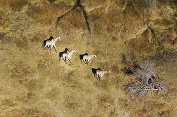 South African Giraffes (Giraffa camelopardalis giraffa), roaming in freshwater marshland, Okavango Delta, Botswana, Africa