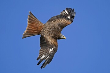 Red kite (Milvus milvus) flying, Germany, Europe