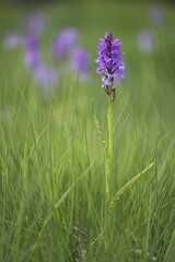 Spotted Orchid or Heath Spotted Orchid (Dactylorhiza maculata), Emsland, Lower Saxony, Germany, Europe