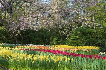 Flower garden with multi-colored tulips (tulipa) (tulipa) in bloom, fountain behind, Keukenhof Gardens Exhibit, Lisse, South Holland, The Netherlands, Europe