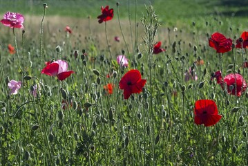Fototapeta premium Flowering corn poppies (Papaver rhoeas) in a meadow, Bavaria, Germany, Europe