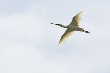 Common spoonbill (Platalea leucorodia) in flight, Texel, North Holland, Netherlands