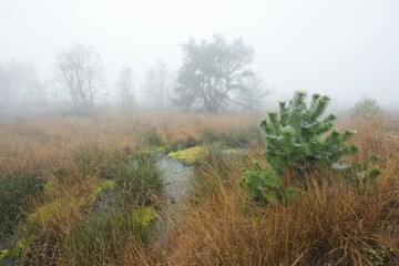 Foggy marsh, Emsland, Lower Saxony, Germany, Europe