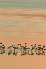 Greater Flamingos (Phoenicopterus roseus), resting at dusk, Laguna de Fuente de Piedra, Malaga province, Andalusia, Spain, Europe